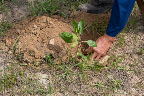 The farmer s hands plant a young apple sapling in the ground. A seedling grown from a seed is planted in the ground.