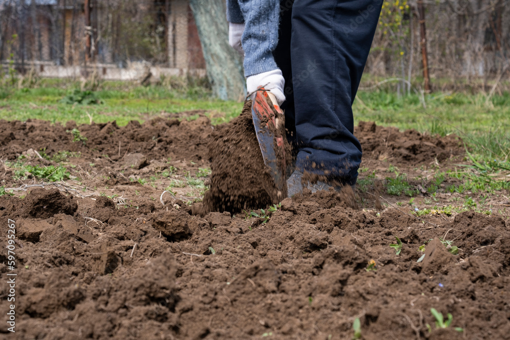 Digging the earth in the garden before planting. The beginning of the season of work on the open ground for growing plants. Digging the earth in the garden before planting. The beginning of the season of work on the open ground for growing plants.