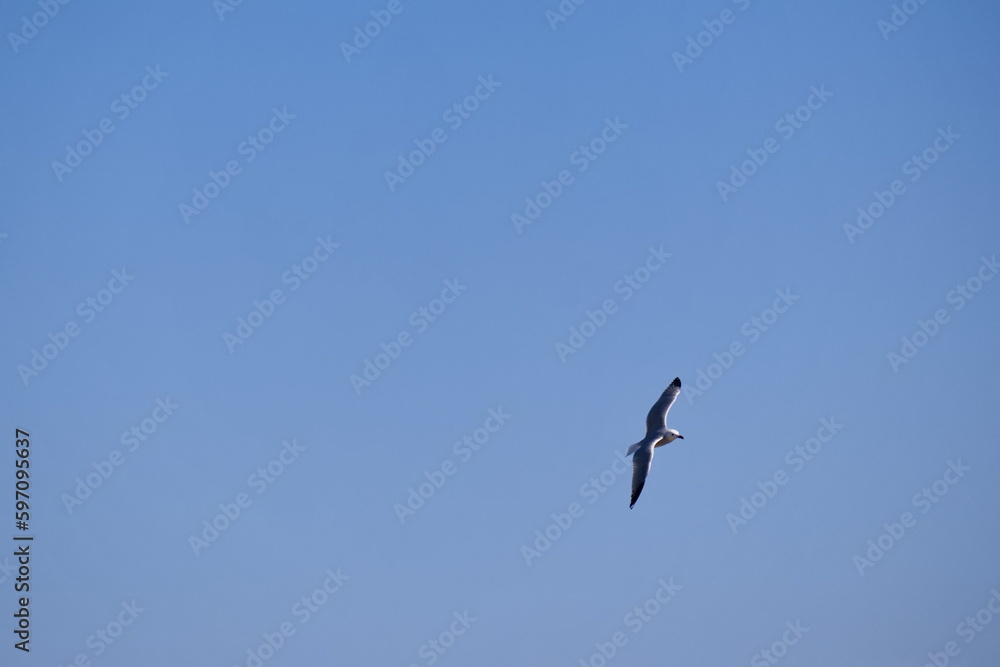 Seagulls flying with a background of deep blue sky