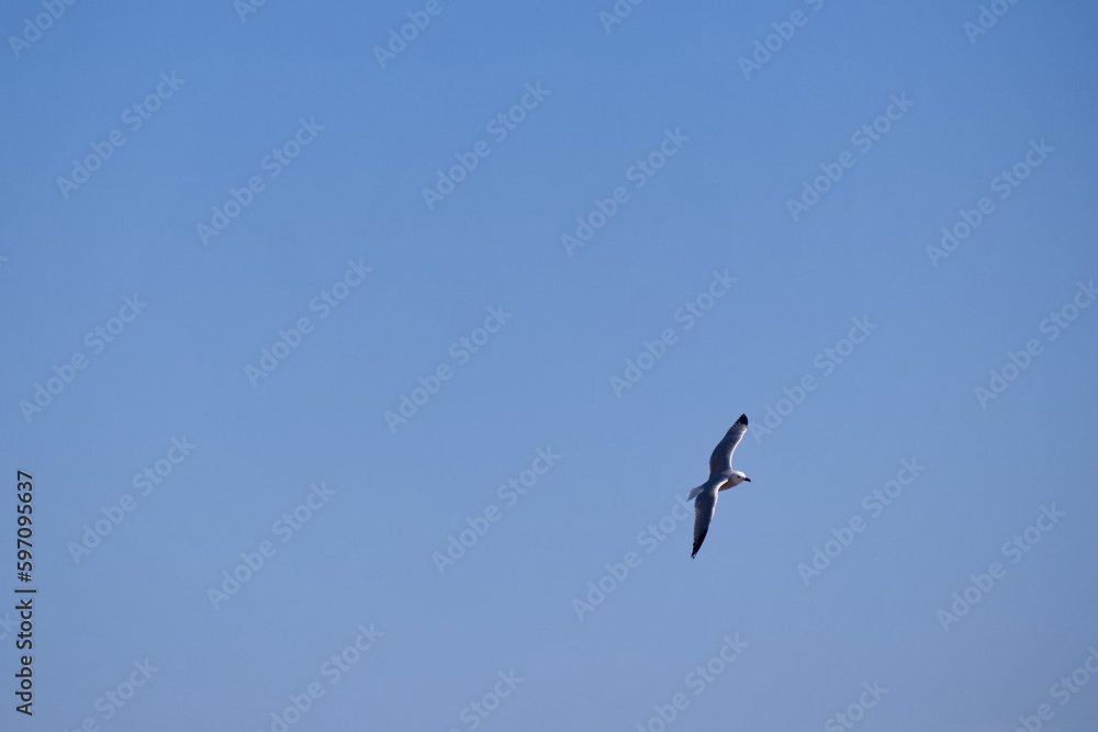Seagulls flying with a background of deep blue sky Seagulls flying with a background of deep blue sky