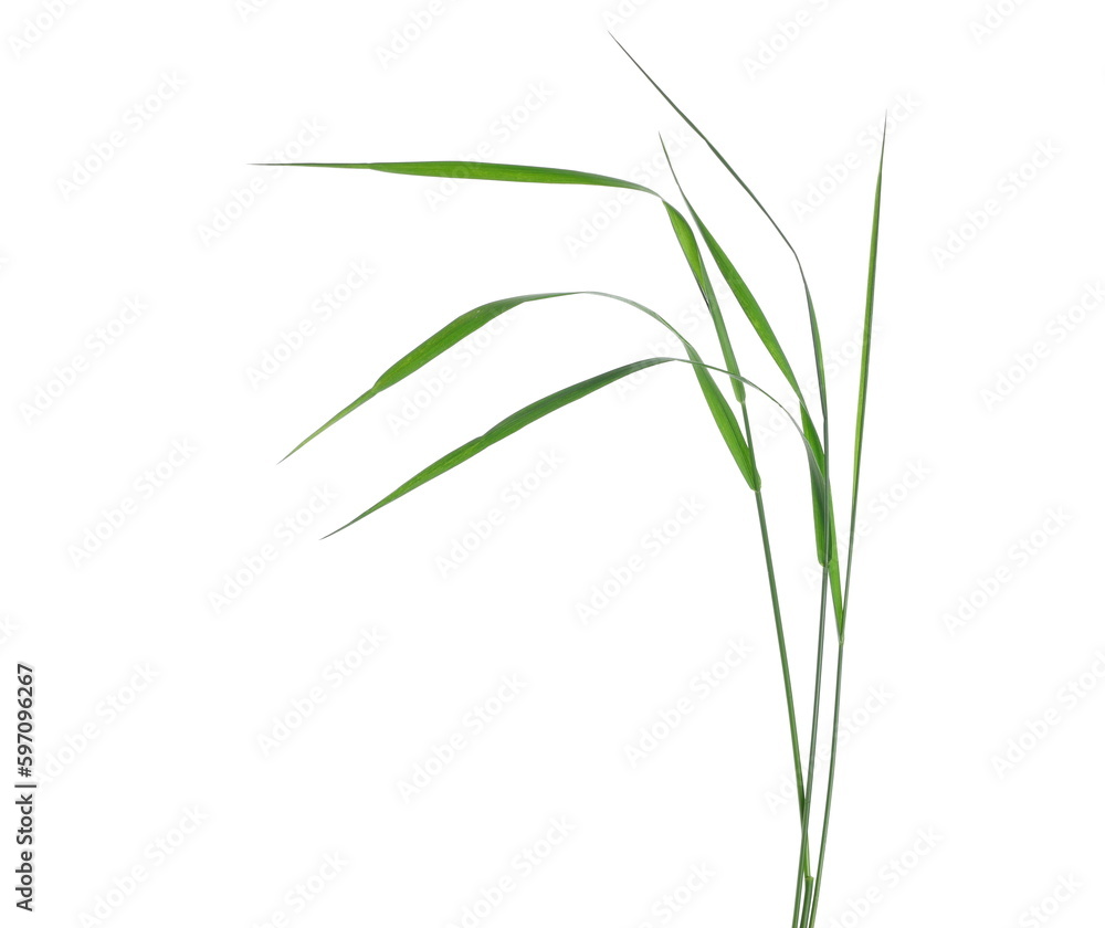 Wind blows fresh green grass in spring isolated on white, clipping Wind blows fresh green grass in spring isolated on white, clipping
