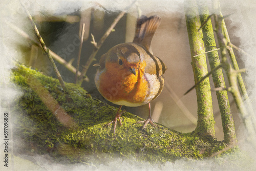 European Robin, Erithacus rubecula digital watercolour woodland painting. photo