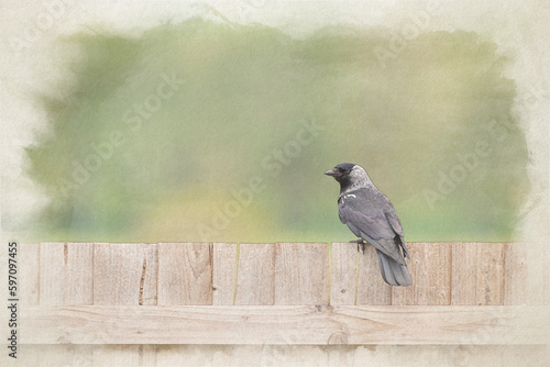 A digital watercolour painting of a passerine western jackdaw, Coloeus monedula on a perch.