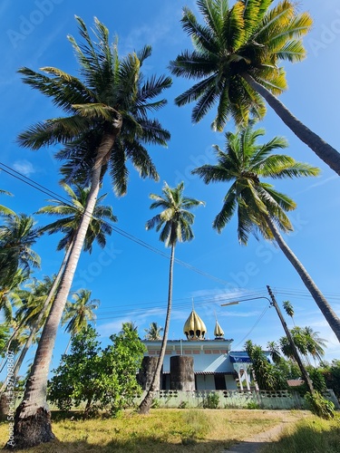 coconut tree with mosque