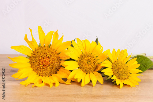 Three bright yellow sunflower head