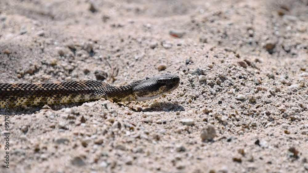 pacific northern rattlesnake laying in the sand slithering its tongue-smelling prey and basking in the sun body pan from head to rattle 4k pacific northern rattlesnake laying in the sand slithering its tongue-smelling prey and basking in the sun body pan from head to rattle 4k