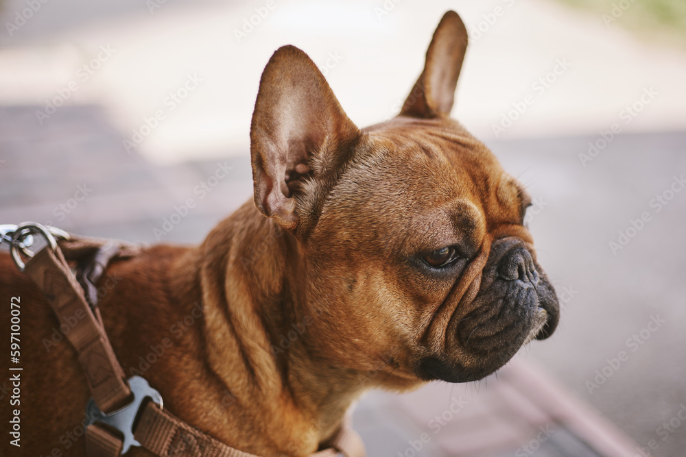 Portrait of a young and healthy French bulldog on a leash. Cute little dog walking outdoor