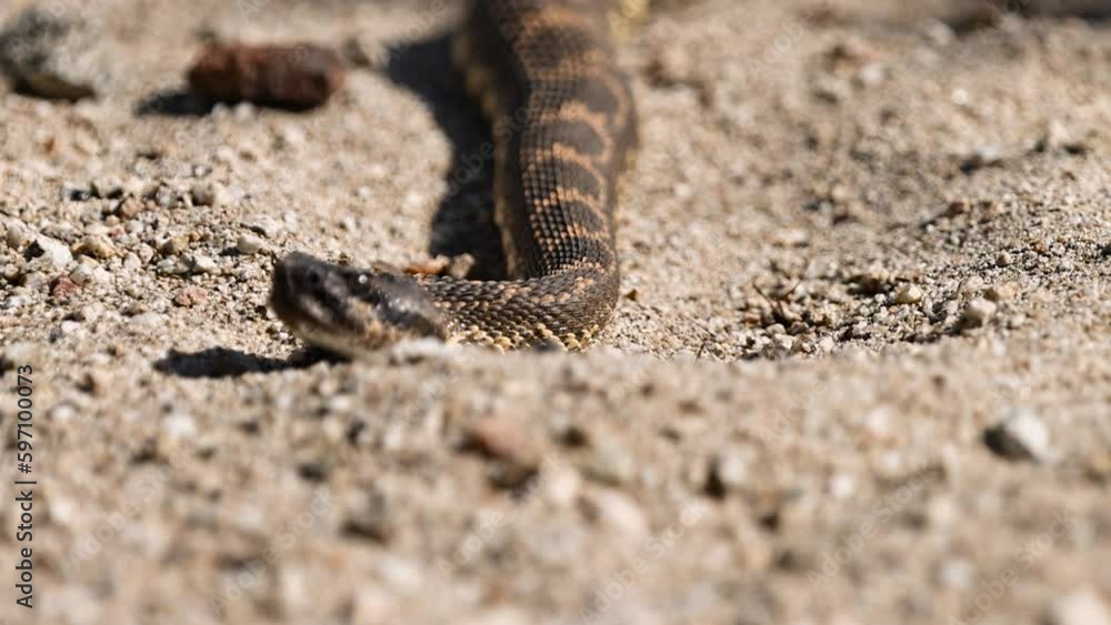 deadly looking northern Pacific rattlesnake basking in the sun in the sand with ants crawling on it revealing the full body and rattle deadly looking northern Pacific rattlesnake basking in the sun in the sand with ants crawling on it revealing the full body and rattle