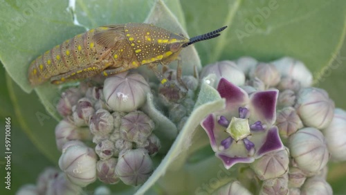 Grasshopper Insect On Calotropis Procera Milkweed - Macro Close UP Shot photo