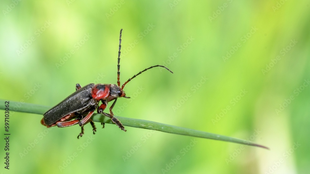 Red cardinal beetle /Pyrochroa serraticornis) Red cardinal beetle /Pyrochroa serraticornis)