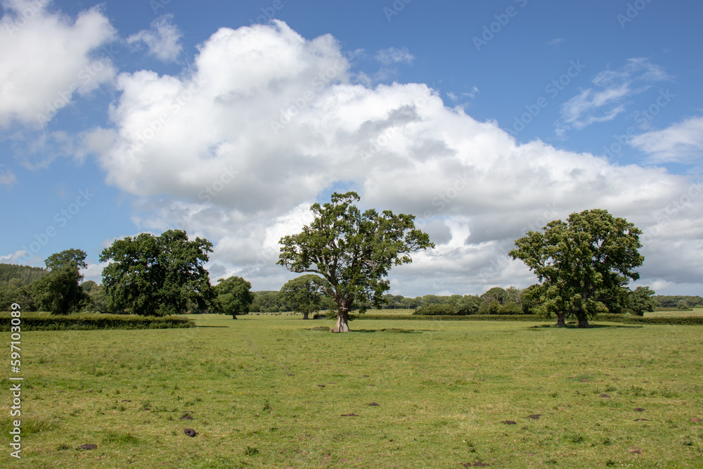 Two old oak trees in the English countryside. Two old oak trees in the English countryside.