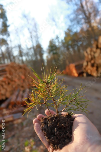 Pine tree seedling in hand in the rays of the setting sun (ID: 597105451)
