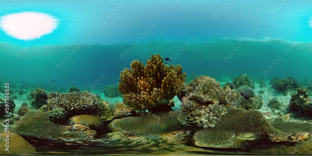 Naklejka premium Wonderful and beautiful underwater colorful fishes and corals in the tropical reef. Philippines. 360 panorama VR