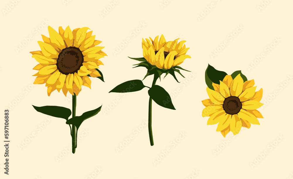Fototapeta premium Sunflower isolated