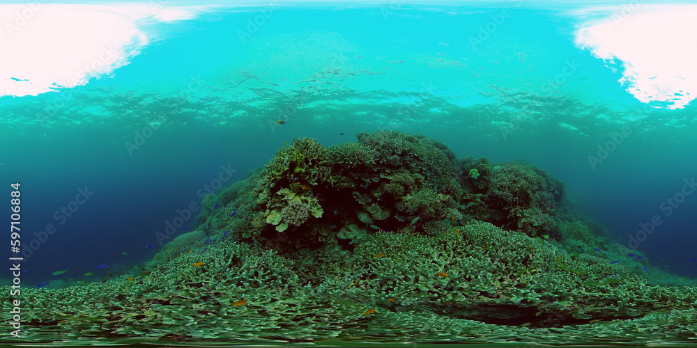 Reef Marine Underwater Scene. Tropical underwater sea fish. Philippines. Virtual Reality 360.