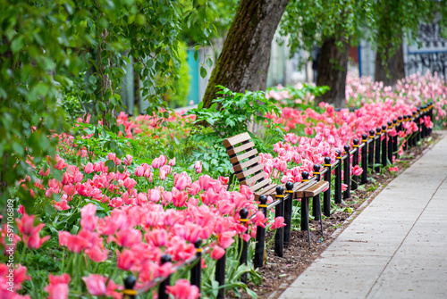 Tulipany w mieście. © Majkol