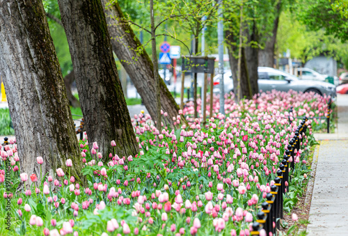 Tulipany przy ulicy. © Majkol