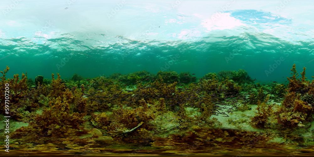Tropical colourful underwater seascape.The underwater world with colored fish and a coral reef. Philippines. 360 panorama VR