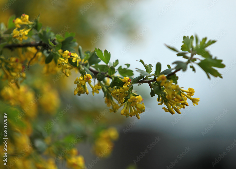 spring blackcurrant bloom, yellow branches with flowers
spring blackcurrant bloom, yellow branches with flowers