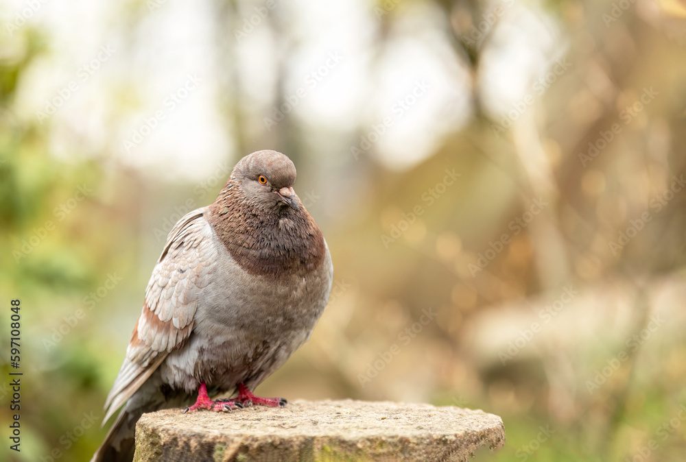Fototapeta premium Pigeon stands on the stump, blurred background of city park