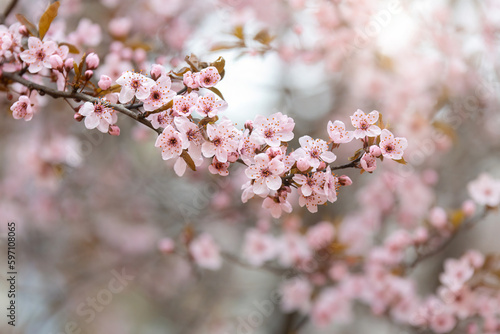 Background of branch  of  blooming cherry tree © gannusya