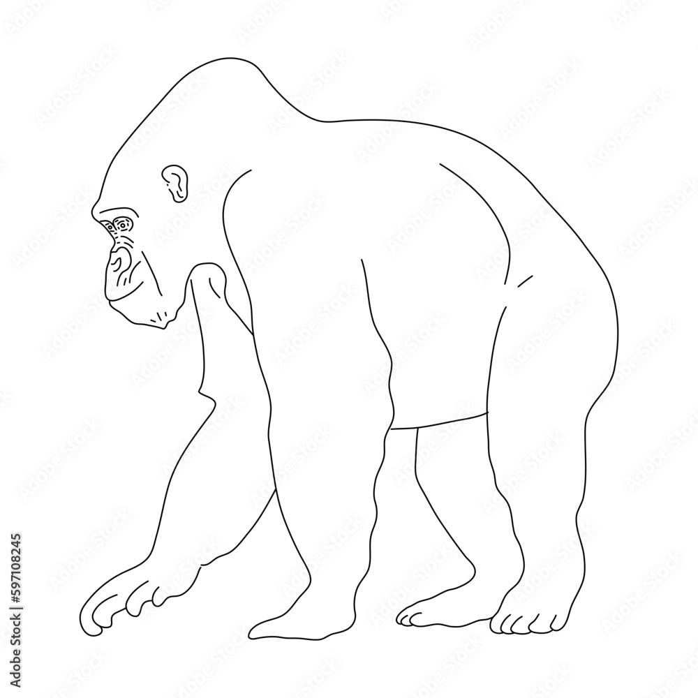 Obraz premium Doodle of Gorilla. Hand drawn vector illustration.