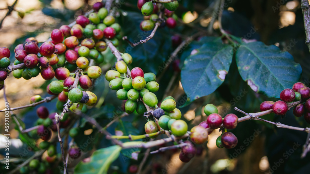 Fresh coffee. Red berry branch. coffee beans berries cherries on coffee tree's branches at coffee plantation Fresh coffee. Red berry branch. coffee beans berries cherries on coffee tree's branches at coffee plantation