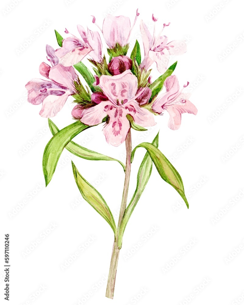 Watercolor drawing of broadleaf thyme, isolated on white background. Botanical hand drawn illustration. Fragrant kitchen herb for herbal tea. Ingredient of mediterranean cuisine. Watercolor drawing of broadleaf thyme, isolated on white background. Botanical hand drawn illustration. Fragrant kitchen herb for herbal tea. Ingredient of mediterranean cuisine.