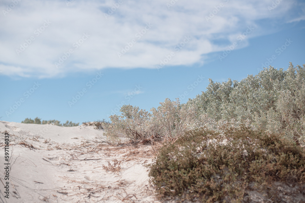 white sand with wild australian rosemary white sand with wild australian rosemary