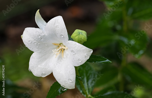 Fototapeta Naklejka Na Ścianę i Meble -  Closeup a dewy balloon flower head with green bud and wet leaves. Platycodon grandiflorus. Beautiful water drops on Chinese bellflower white cultivar on natural garden dark background in rainy weather