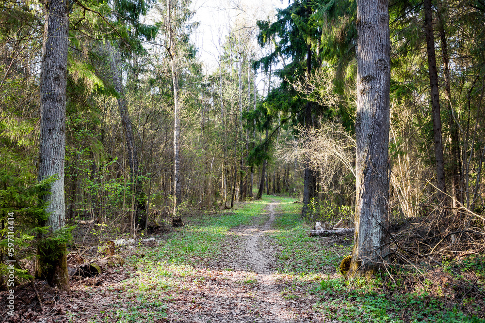 Walking path in the mixed forest Walking path in the mixed forest