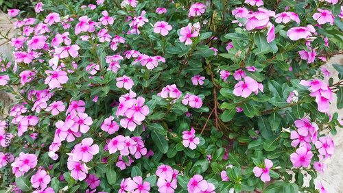 Foto Catharanthus roseus a herbal plant known as Madagascar periwinkle or annual vinc