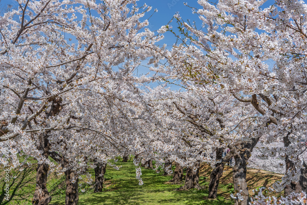 五稜郭公園の桜 五稜郭公園の桜