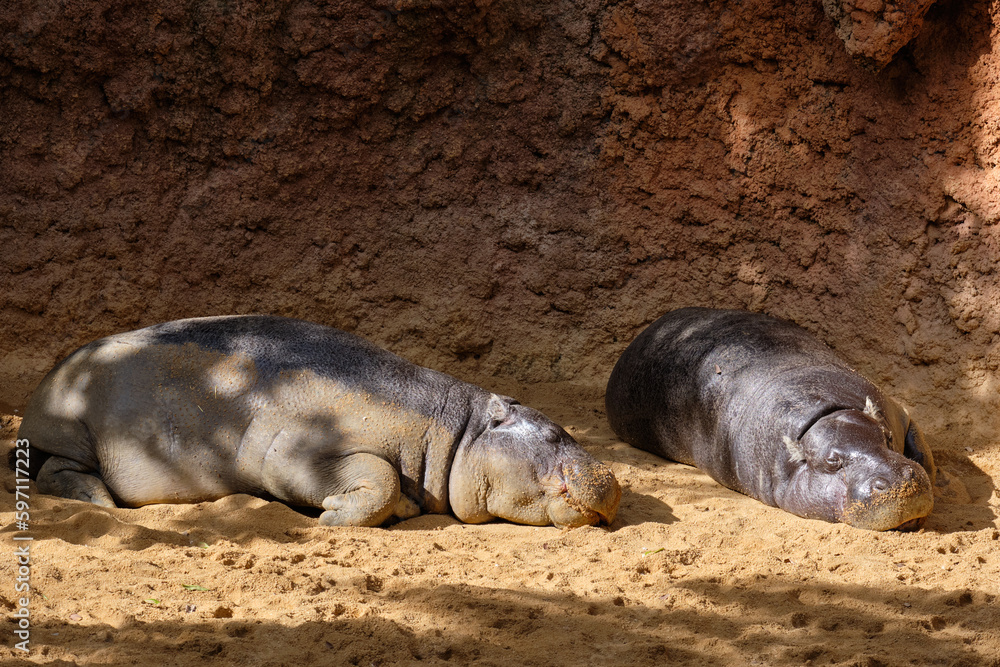 Fototapeta premium Hipopótamo Pigmeo, Choeropsis liberiensis.