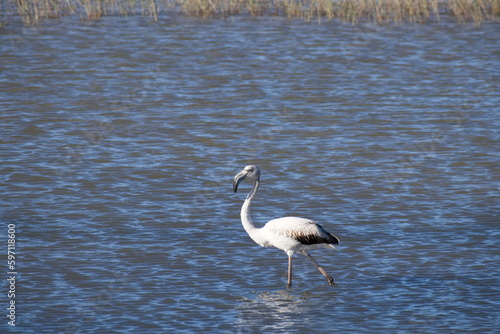 Pretty flamingos feeding silently in a quiet lagoon