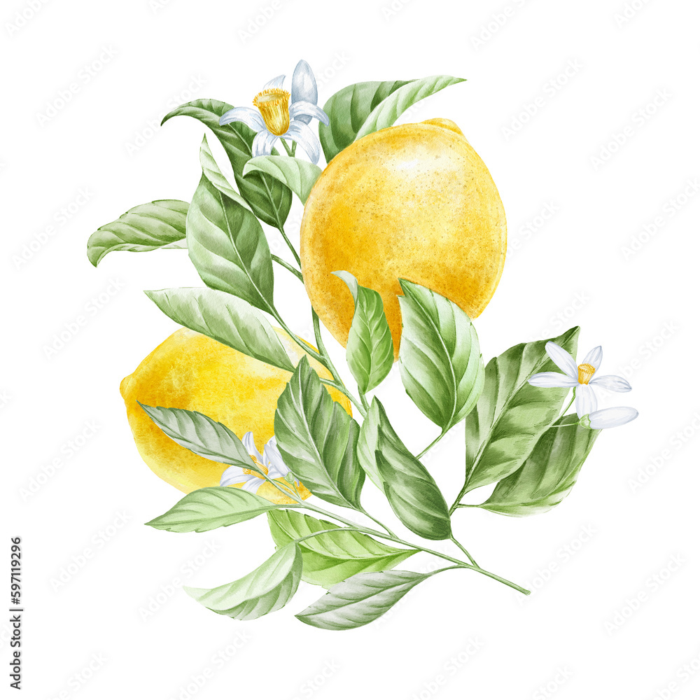 Lemon branch with flowers and leaves, botanical illustration.