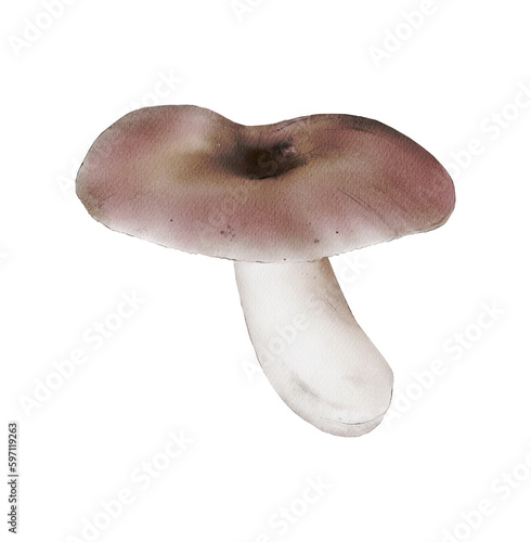 Charcoal Burner illustration isolated. Russula cyanoxantha. Edible fungi collection. Foraging
