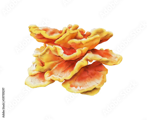 Chicken of the woods illustration. The chicken mushroom isolated. Sulphur shelf. Chicken fungus. Laetiporus. Edible fungi collection. Foraging photo