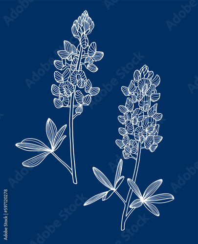 Texas Bluebonnet, Bluebonnet, Texas Lupine, Buffalo Clover, Wolf Flower, line art vector illustration