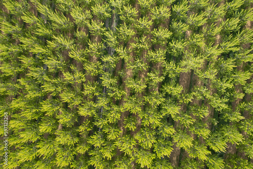 Aerial photographic shot of a poplar forest in spring