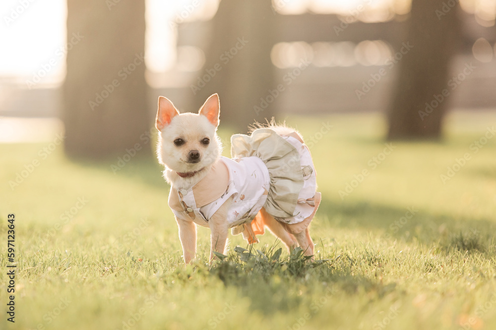 Small chihuahua dog in a dress stands in a field Small chihuahua dog in a dress stands in a field
