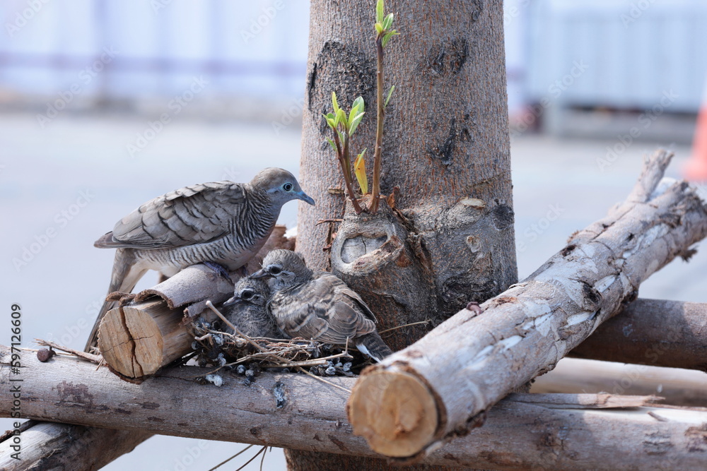 Obraz premium Two dove children with a mother on a tree. The dove family lives in a nest on a newly planted tree propped up in a sunny outdoor garden in the city with copy space. selective focus