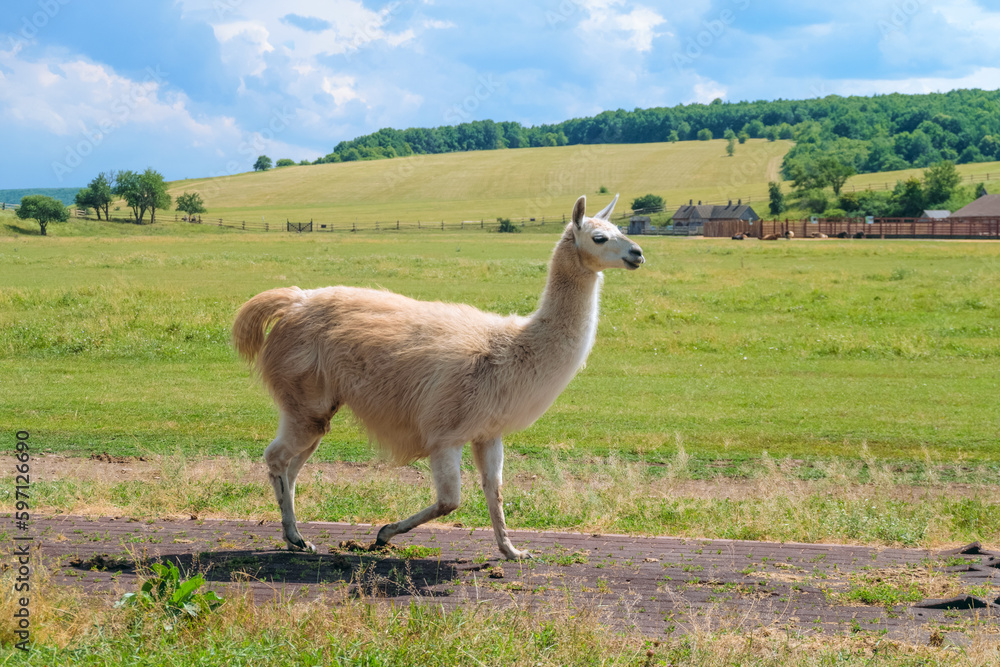 Naklejka premium Lama runs along the path in the corral at the farm