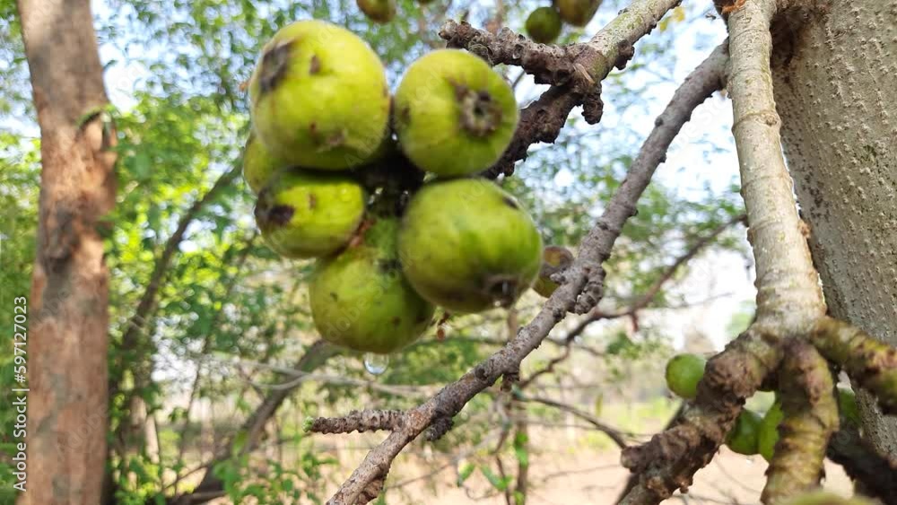 Ficus racemosa fruits. Its other names cluster fig, red river fig and ...