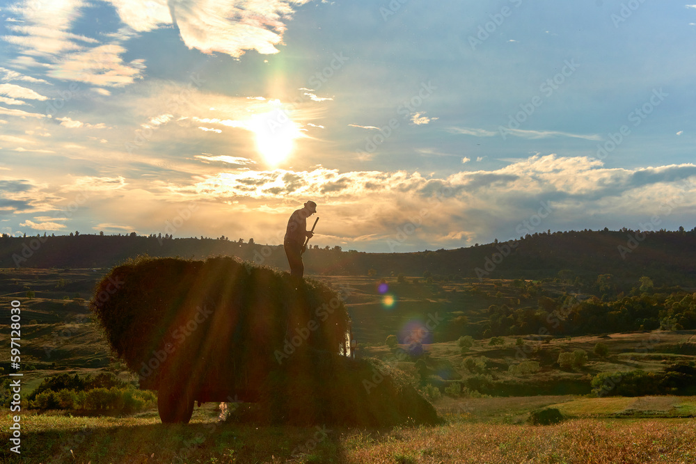 farmer harvesting grass from the field