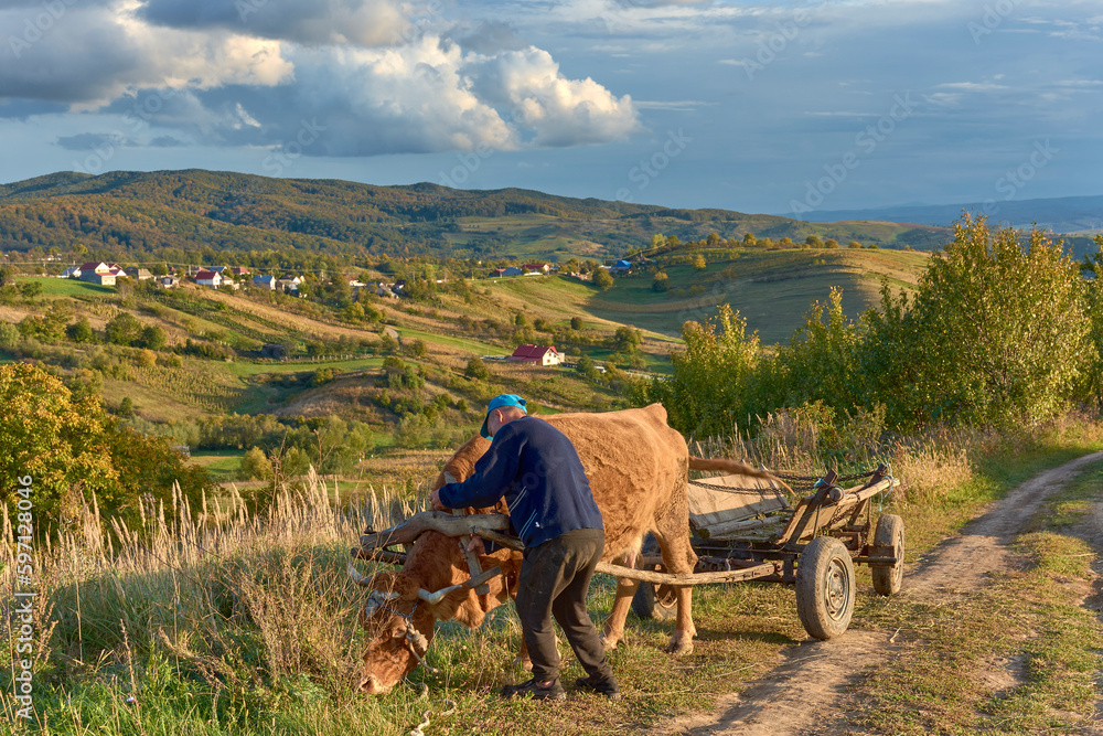 peasant in the field with a cow-drawn cart