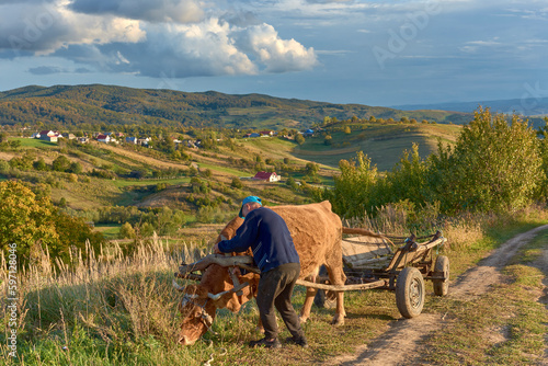 Obraz na płótnie peasant in the field with a cow-drawn cart w salonie