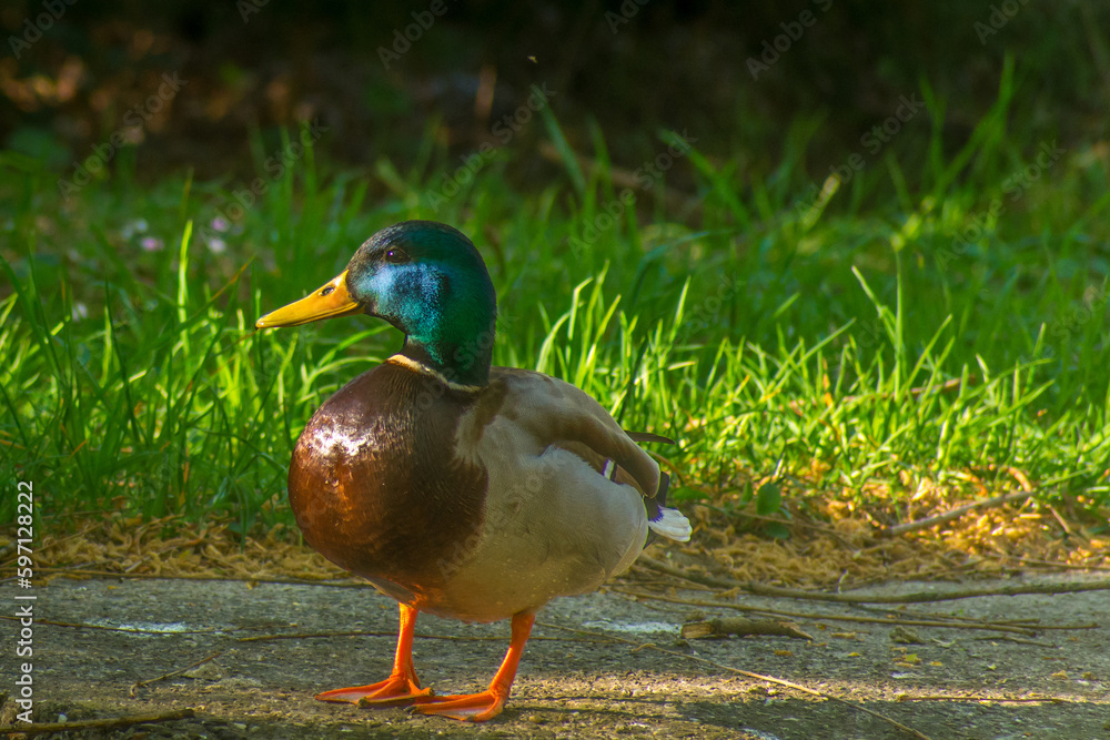 wild duck in the park