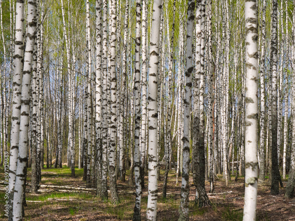 Fototapeta premium panorama spring in a birch grove young greenery