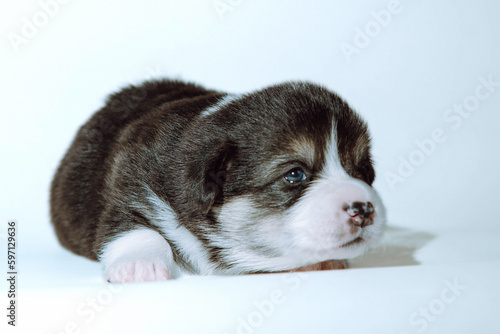 Portrait of charming little Welsh corgi puppy lying on light background. Close-up. Care and feeding of puppies. Pets. © Евгения Рубцова